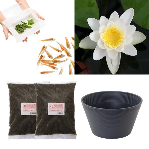 スイレン　睡蓮　栽培　育て方　ビオトープ　鉢　ガーデニング　水辺植物　スイレンと鉢のセット　はじめての睡蓮セット　温帯性　set_wmedaka　startset_suiren_medaka　はじめての睡蓮栽培セット　メダカ付　set_su...