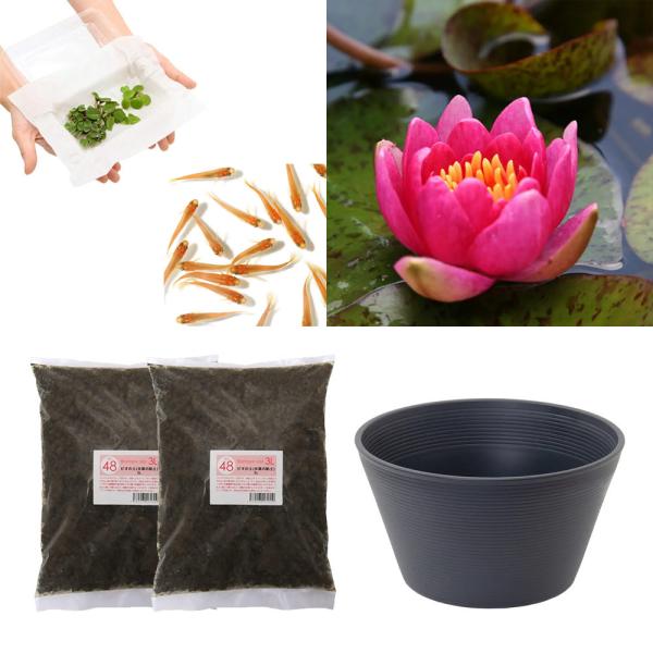 スイレン　睡蓮　栽培　育て方　ビオトープ　鉢　ガーデニング　水辺植物　スイレンと鉢のセット　はじめての睡蓮セット　温帯性　set_wmedaka　startset_suiren_medaka　はじめての睡蓮栽培セット　メダカ付　set_su...