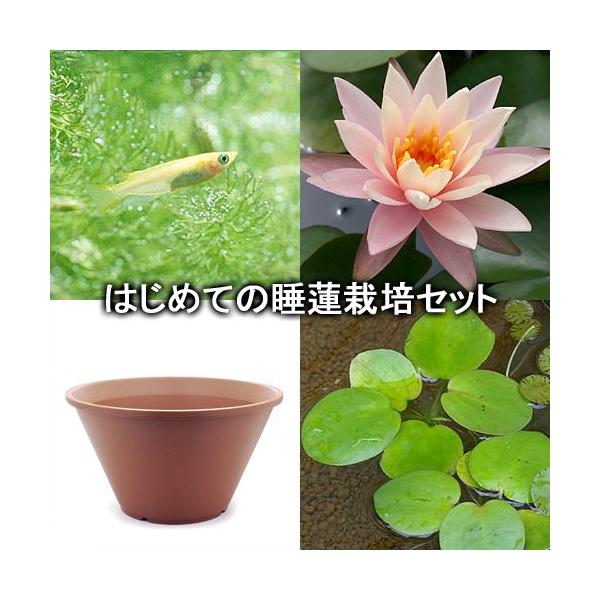 ビオトープ めだか はじめての睡蓮栽培セット シンシア アン 陶鉢４４０ ヒメダカ 浮き草他 説明書付 本州四国限定 チャーム Charm Paypayモール店 通販 Paypayモール