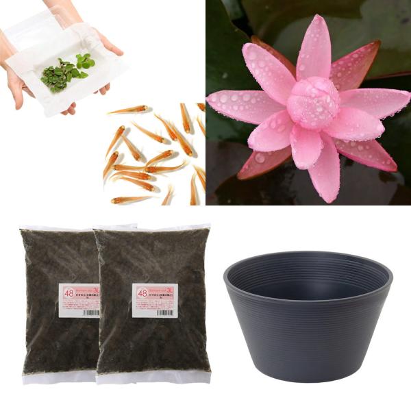 スイレン　睡蓮　栽培　育て方　ビオトープ　鉢　ガーデニング　水辺植物　スイレンと鉢のセット　はじめての睡蓮セット　温帯性　set_wmedaka　startset_suiren_medaka　はじめての睡蓮栽培セット　メダカ付　set_su...