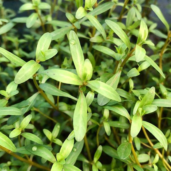 PF_SPQ　Rotala_arag　熱帯魚　_aqua　Rotala　sp."Alagaia"　有茎　ハ行　otala　水草　中景草　赤い　アラグアイアレッドロタラはこちら　all_plants　水草赤いlagaia_rotala　水上葉...