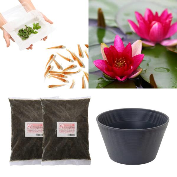スイレン　睡蓮　栽培　育て方　ビオトープ　鉢　ガーデニング　水辺植物　スイレンと鉢のセット　はじめての睡蓮セット　温帯性　set_wmedaka　startset_suiren_medaka　はじめての睡蓮栽培セット　メダカ付　set_su...