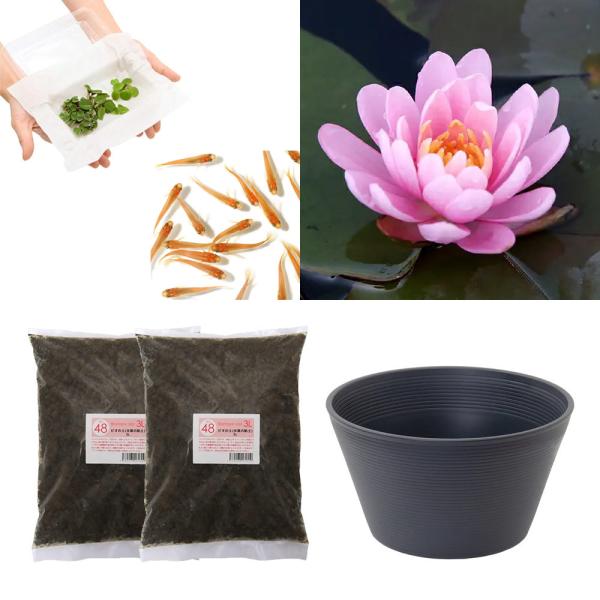 スイレン　睡蓮　栽培　育て方　ビオトープ　鉢　ガーデニング　水辺植物　スイレンと鉢のセット　はじめての睡蓮セット　温帯性　set_wmedaka　startset_suiren_medaka　はじめての睡蓮栽培セット　メダカ付　set_su...