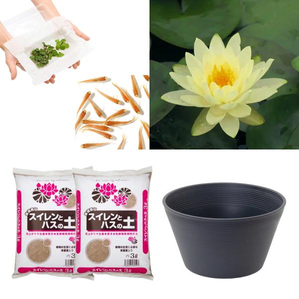 スイレン　睡蓮　栽培　育て方　ビオトープ　鉢　ガーデニング　水辺植物　スイレンと鉢のセット　はじめての睡蓮セット　温帯性　set_wmedaka　startset_suiren_medaka　はじめての睡蓮栽培セット　メダカ付　set_su...