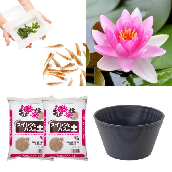 スイレン　睡蓮　栽培　育て方　ビオトープ　鉢　ガーデニング　水辺植物　スイレンと鉢のセット　はじめての睡蓮セット　温帯性　set_wmedaka　startset_suiren_medaka　はじめての睡蓮栽培セット　メダカ付　set_su...