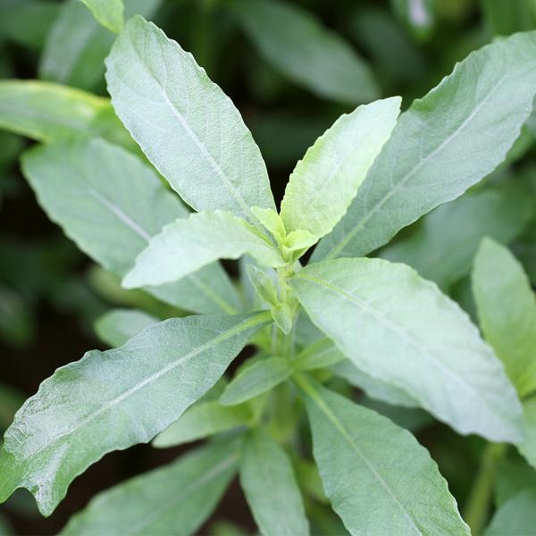 PF_SPQ　熱帯魚　mzks_winter01　_aquay59GhZ4_wpp　wptop3_1907313wptop200408　3wptop200415　nscm2308　y22m01