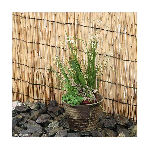 irIg[vj@@̏ȃrIg[v@vqā@ʁir`hj@P@@Yitj@s