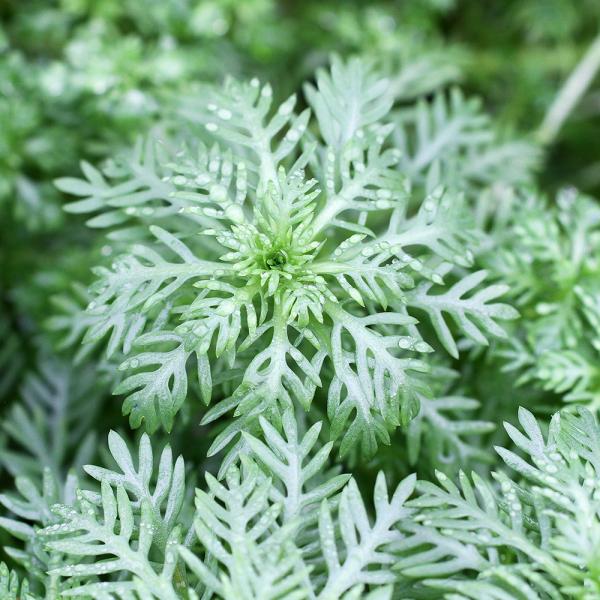 PF_SPQ　水草　中景草　後景草　横に広がる　サクラソウ科　Primulaceae　パルストリス　ホトニア属　Hottonia　palustris　y22m01