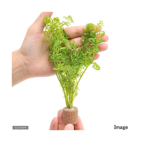 ijCt}`ijAJEH[^[XvCgitji_jiPj