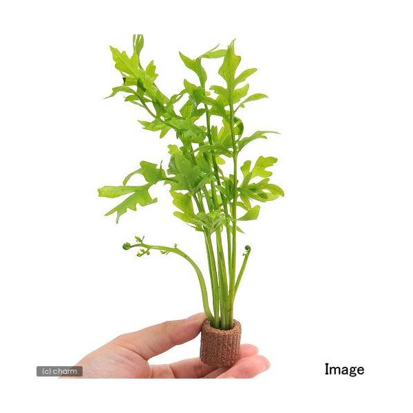 ijCt}`ijEH[^[XvCgitji_jiPj