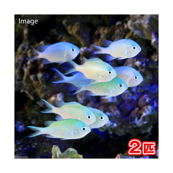 ◎　kaisui73　_aqua　海水　海水生体　海水魚　ダムセル　m_damselfish　debaviridis141003　kaisui_transparent　festenaplapdXmrfish　y22m01　pus2501le...