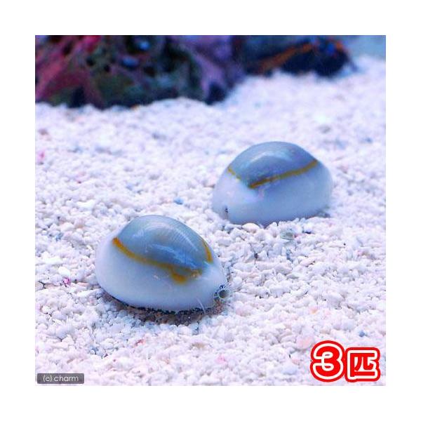 ◎　kaisui73　_aqua　海水　海水生体　貝無脊椎ＩＤ　bnrshakasa0530　宝貝　トレジャー　Ｃｏｗｒｉｅ　cowrie0202　Treasure_Festival　enjanapdXmrfish　y22m01