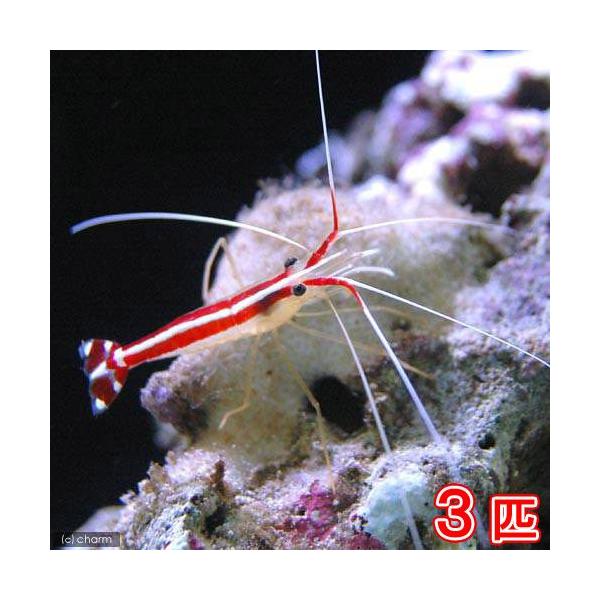 _aqua　◎　kaisui73　マリンシュリンプ　p_disease　海水　海水生体　エビ・カニ他　m_shrimp　スカンクシュリンプ　kaijyo　m_cleanfish　sri01_fish16　Ｌｙｓｍａｔａ　ａｍｂｏｉｎｅｎｓｉ...