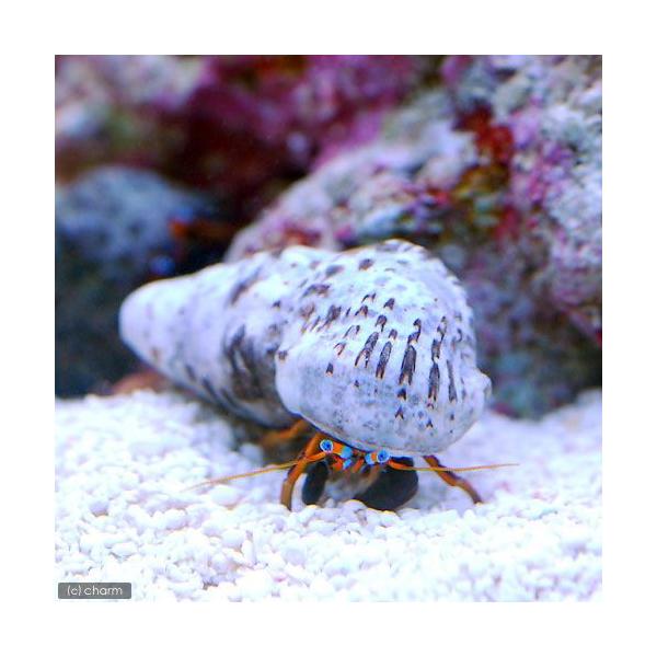 ◎　kaisui73　m_hermit　海水　海水生体　エビ・カニ他　スベスベサンゴヤドカリ　_kaisui　_aqua　zivWliUO_kisi　yadokari2015sall　4kisitop191127　4kisitop19121...