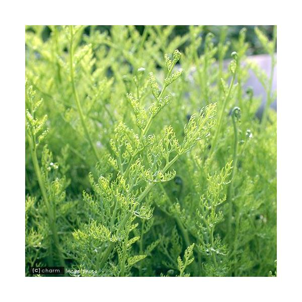 PF_SPQ　熱帯魚　_aqua　有茎　ハ行　水草　後景草　ギザギザ　all_plants　wp_kywrd　mzks_med　Ceratopteridaceae013　pltb　wptop3_191016　cam241c1nss　p5mi...