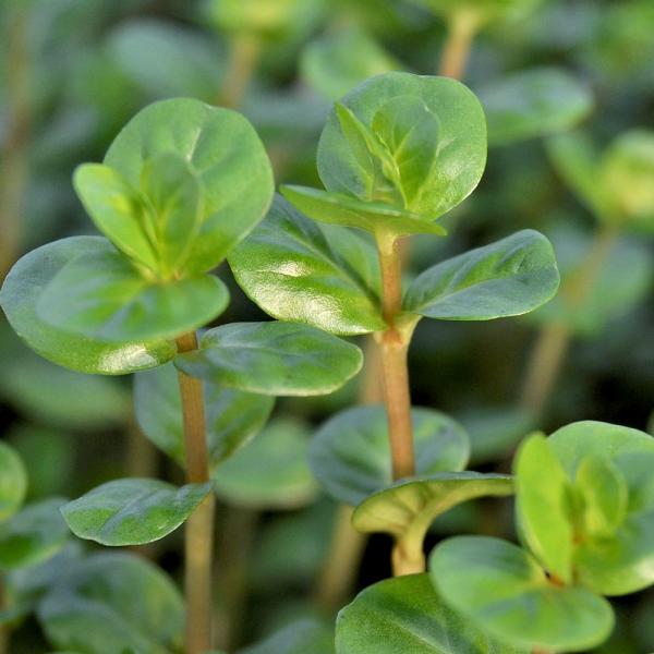 PF_SPQ　Rotala_ceylon　熱帯魚　Rotala　sp."Ceylon"　水草　後景草　明るい　all_plants　ロタラsp.セイロンはこちら　水上葉_ロタラ　wp_kywrd　_aqua　specialplants　ロト...