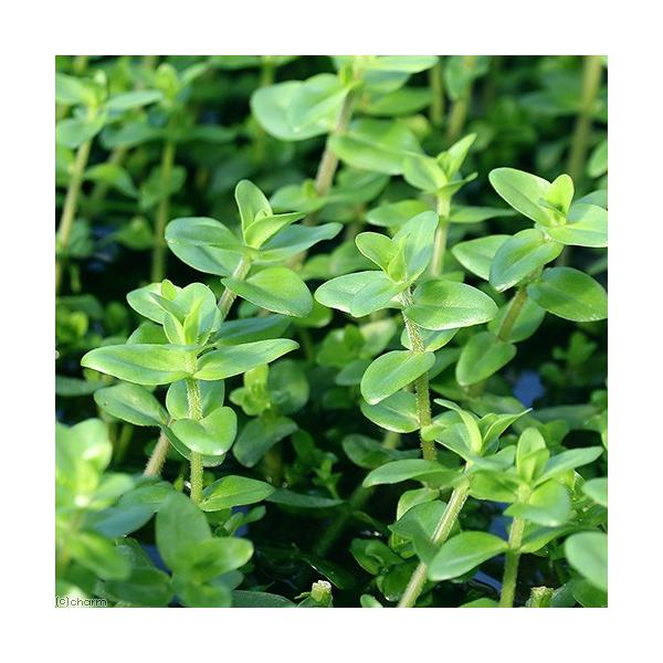 PF_SPQ　_aqua　_gardening　熱帯魚　Bacopa　水草　後景草　丸い　all_plantstfkn3ater_Bacopa　水上葉_バコパ　wp_kywrd　W　バコパwptop3_190828　3wptop200311...