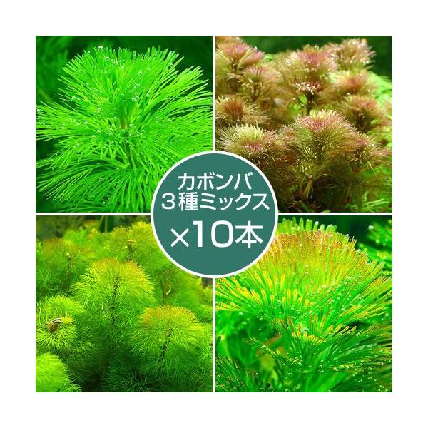 ij_JE@J{o~bNXiR^vRO{j