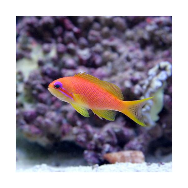 ◎　海水　海水生体　海水魚　キンギョハナダイ　m_basslet　ma_asdfklop　kaisui9hanadai141104　QD5WyoNX_kisi　QDy5_Jyejv　gIPaR2ix_kisi　gPa2i_AwfL1T　ka...