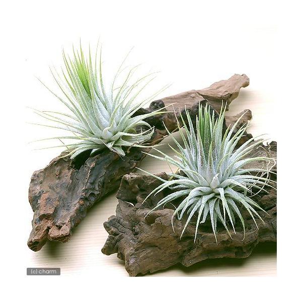 観葉植物 エアープランツ ティランジア イオナンタ ミニ流木付き １株 チャーム Charm Paypayモール店 通販 Paypayモール