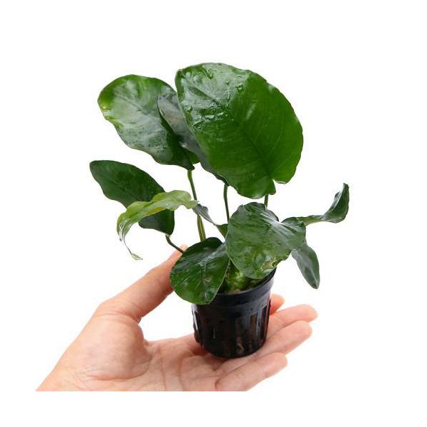 ijAkrAX@oe[@חt^Cv@ցiR|bgj