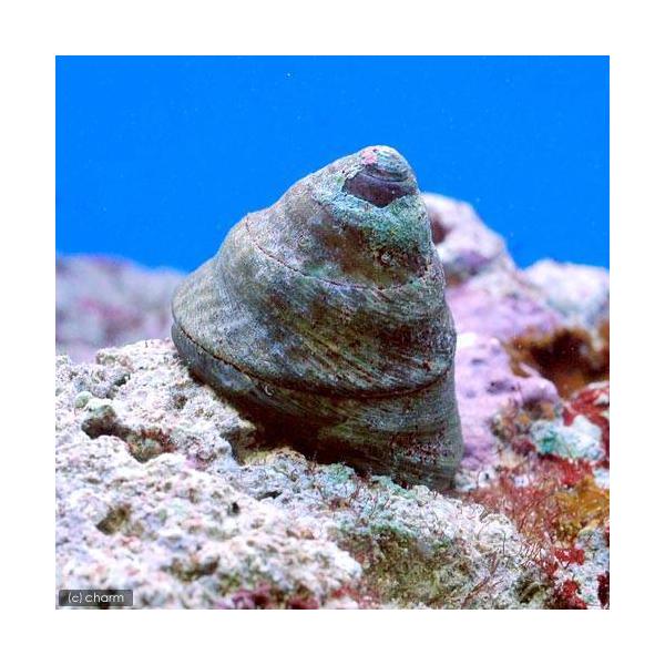 チャーム（charm） （海水魚）貝 シッタカ貝（バテイラ） Mサイズ（6