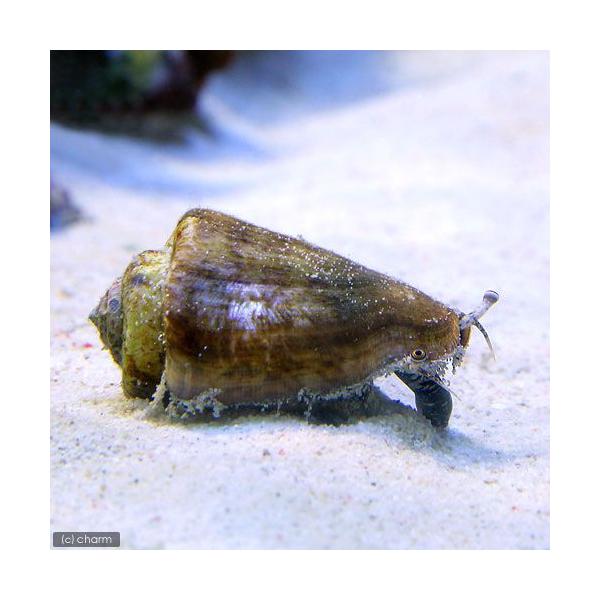 ◎　kaisui75　海水　海水生体　貝　チャンバラガイ　20100825　ＡＨ　マガキ貝　chanbara_swell　magaki_top_bur　マガキガイ　sand_diver_ma　kaisui73　kaijyo　2305ehst...