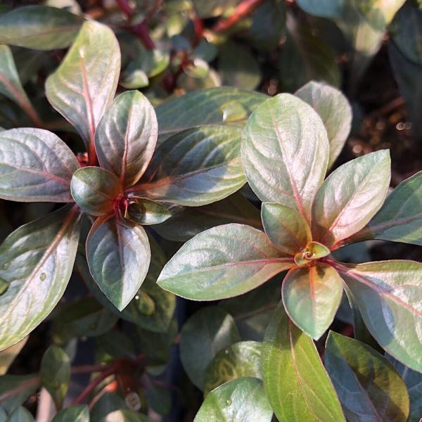 PF_SPQ　熱帯魚　_aqua　plantsoct　Ludwigia　水草　後景草　ルドウィジアレペンスルビンはこちら　赤い　all_plants　水草赤い　水上葉_ルドウィジア　wp_kywrd　wptop4_1812053wptop2...