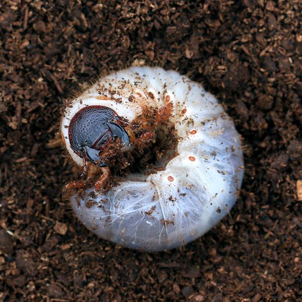 昆虫 国産カブトムシ 幼虫 ２ ３令 ６匹 沖縄 離島不可 タイム便 航空便不可 Buyee Buyee Jasa Perwakilan Pembelian Barang Online Di Jepang