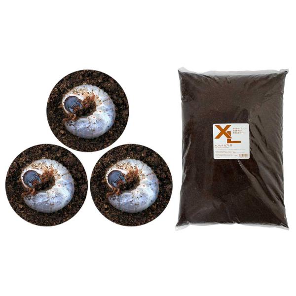 カブトムシ　幼虫　カブト　カブト・クワガタ・用品　国産カブト　幼虫飼育　飼育セット　100320uka　startset_insect　startset_kabuto　youchu1030　vtn2013_insect　国カブ幼虫　vlen...