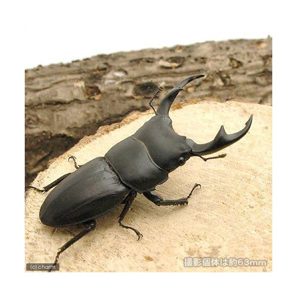 PF_SPQ　nesia_insect　▲クワガタ　カブト・クワガタ・用品　カブトムシ・クワガタ　kaijyo
