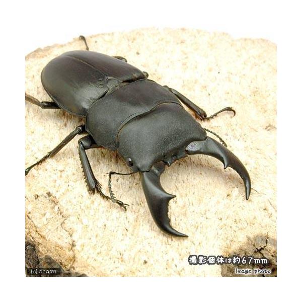 PF_SPQ　クワガタ　離島産　サキシマヒラタ　国産ヒラタ　離島　Dorcus　titanus　sakishimanus　restock