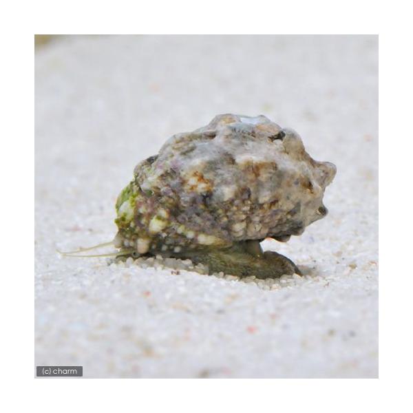 ◎　kaisui73　_aqua　海水　海水生体　貝　20110710　ＡＨ　カンギクガイ　ma_bjklldkbj　gwkaebi1525　LRhouselist　okpd_sammar2017　kisitop5_190717　4kisi...