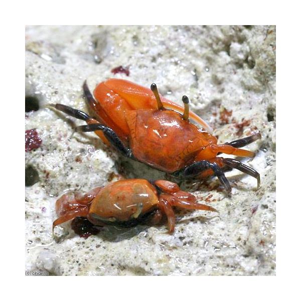 ロルカナ マーリン ウサギ ヤギ カニ マダムミム キツネ ヘビ 各4枚値下げ⭕️ 海水魚）カニ ベニシオマネキ ペア（1ペア） : チャーム charm