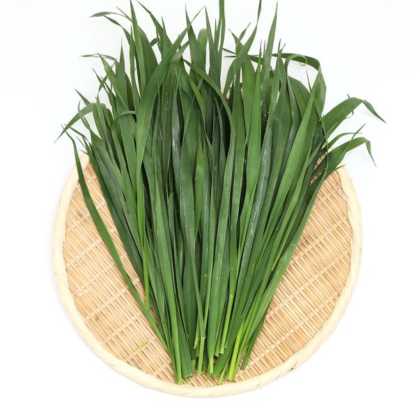 iϗtAjY@ƂꂽĐq@I[cwC@POO@@K@tr`x`l`