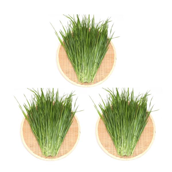 iϗtAjRZbg@Y@ƂꂽĐq@C^ACOX@ROOiPOO×Rj@@@NK