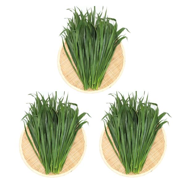 iϗtAjRZbg@Y@ƂꂽĐq@I[cwC@ROOiPOO×Rj@@@NK