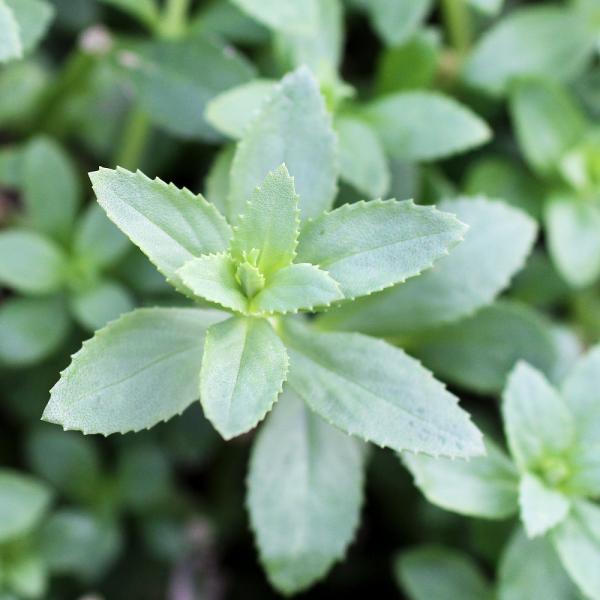 水草 リムノフィラｓｐ スリランカ タイプａ 水上葉 無農薬 ６本 北海道航空便要保温 Buyee Buyee Japanese Proxy Service Buy From Japan Bot Online