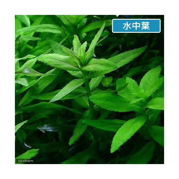 水草 リムノフィラｓｐ スリランカ タイプａ 水上葉 無農薬 ６本 北海道航空便要保温 Buyee Buyee Japanese Proxy Service Buy From Japan Bot Online