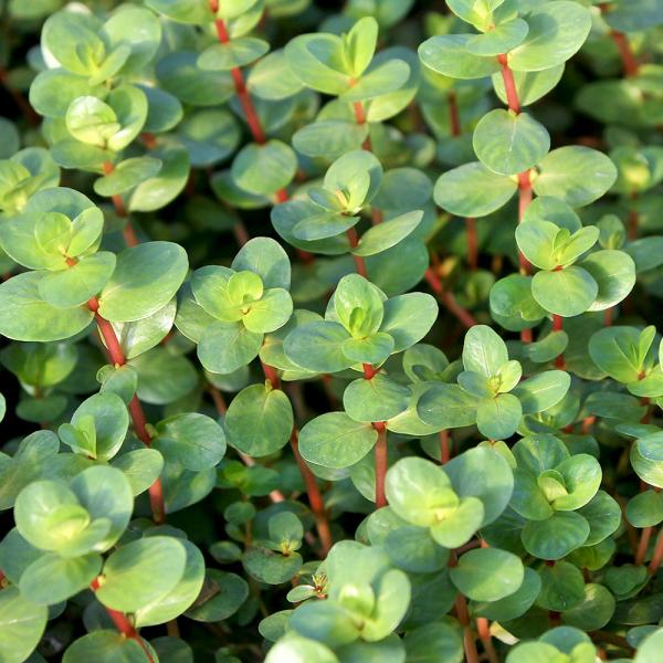 Rotala_indica　熱帯魚　Ｒｏｔａｌａ　Ｉｎｄｉｃａ　ナンセアンの仲間　水草　後景草　赤い　ロタラインディカはこちら　all_plants　水草赤い　水上葉_ロタラロターラ　rotarasuijyou　y22m01