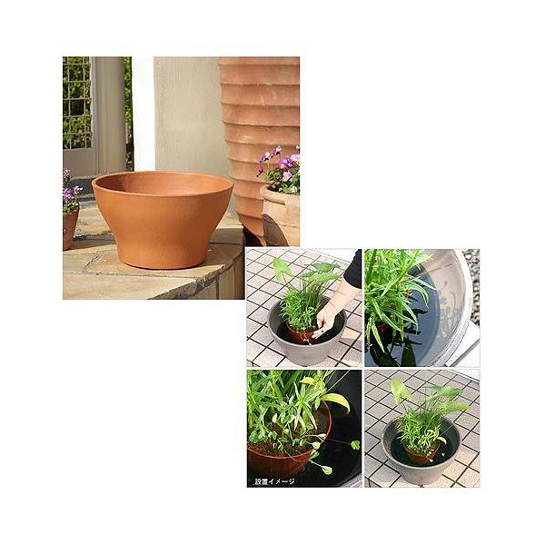お買い得 ビオトープ 水辺植物 インスタントビオトープ 寄せ植え 1鉢 kirpich59.ru お買い得 ビオトープ 水辺植物 インスタントビオトープ 寄せ植え 1鉢 kirpich59.ru