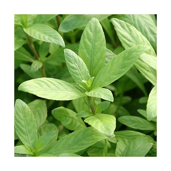 ij^CK[nCOitji_jiPO{j