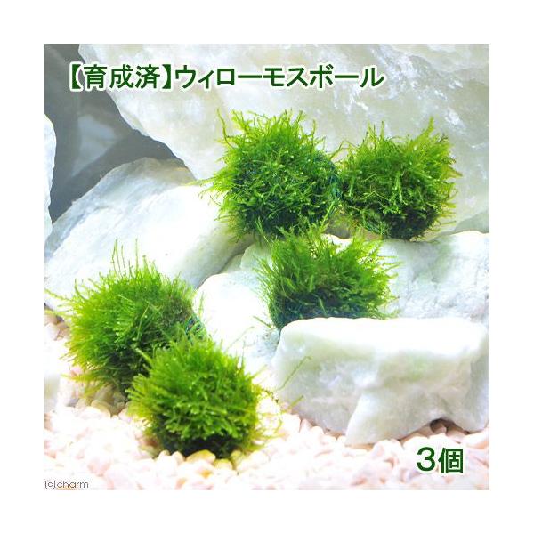 ij琬ρ@EB[X@{[itji_jiRj