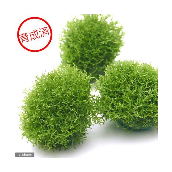 ij琬ρ@VA@{[itji_jiRj@kCEBq֗vۉ