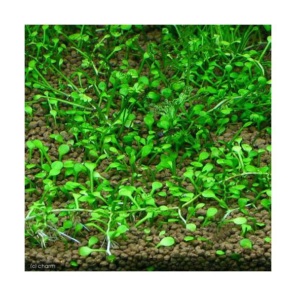 ijA@Ni^@EH[^[N[o[iC{CXjitji_jiRj