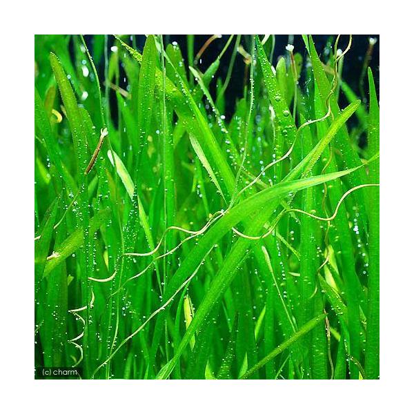 熱帯魚　_aqua　ＣＯ２なしでも育つ水草　Ｖａｌｌｉｓｎｅｒｉａ　水草　後景草　細い　all_plants　nittanmiryoku_mizukusa　wp_kywrd　vallisneria20140604　notco2_wp　230...