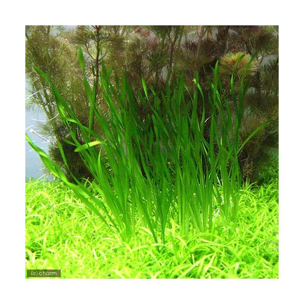 熱帯魚　_aqua　ＣＯ２なしでも育つ水草　小型水槽用水草　Ｖａｌｌｉｓｎｅｒｉａ　水草　後景草　細い　nittanmiryoku_mizukusa　wp_kywrd　tchamana　スクリューバリスネリア　notco2_wp　2305e...