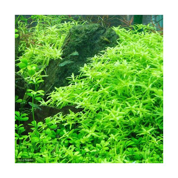 グリーン　ロタラ　Rotala_green　熱帯魚　中景草　横に広がる　ミソハギ科　Ｌｙｔｈｒａｃｅａｅ　キカシグサ属　Ｒｏｔａｌａ　ｓｐ．‘ｇｒｅｅｎ’　水中葉　無農薬　20000101　YS　sperdys140305　_aqua　44...