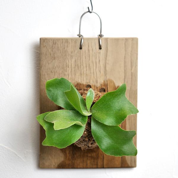 ビカクシダ板付けセット　rknd　ビカクシダ　コウモリラン　植物　観葉植物　板付け　キット　セット　板付けセット　植物セット　壁掛け　観葉植物着生用プレート　着生　プレート　板　ビフルカツム　ネザーランド　ビカク　作り方　シダ　インテリアグ...