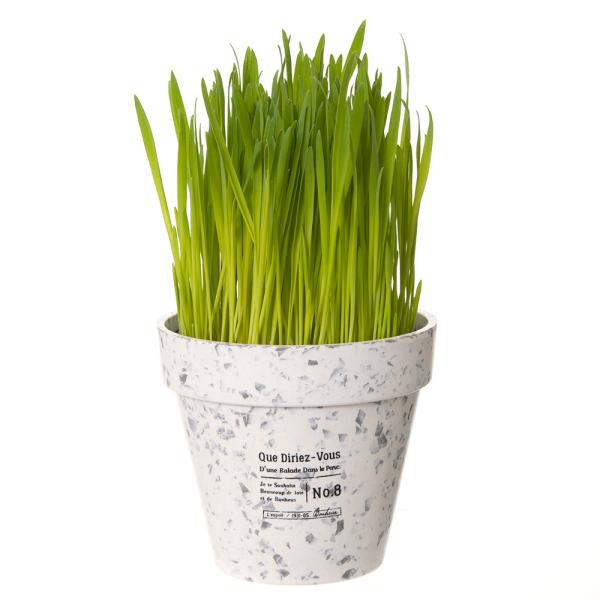 観葉植物 鉢カバー - ペットの人気商品・通販・価格比較 - 価格.com